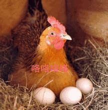 蛋鸡养殖育雏育成鸡群均匀度低1%，影响1枚鸡蛋—均匀度如何管？ - 知乎