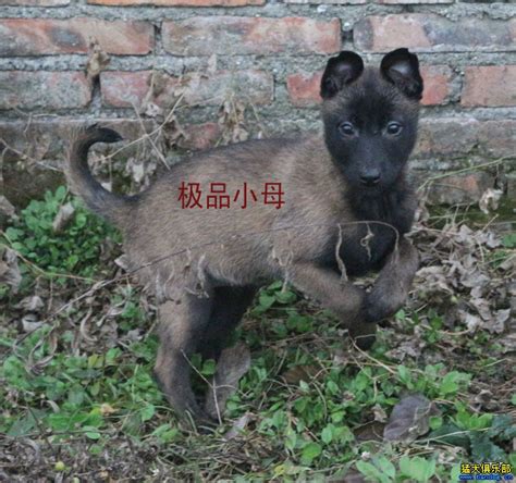 云南保山常年出售马犬幼犬保山地区卖纯种马犬小狗 - 狗市场