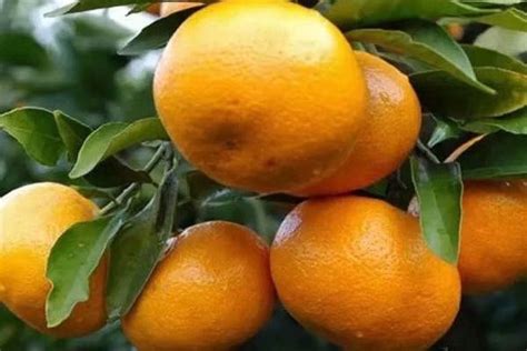 桔子、橘子、柑子、橙子、柚子的区别，你们知道吗？_果实_柑橘_植物