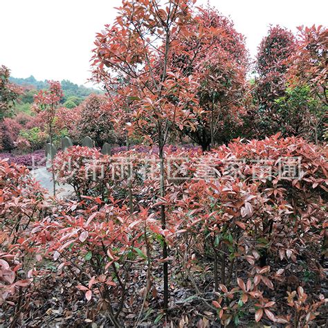 红叶石楠 独杆4-5公分红叶石楠树苗 树形漂亮 规格齐全-阿里巴巴