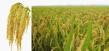 旱稻生产目前的现状及存在的问题 - 农业种植网