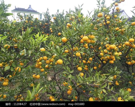 橘子园风景高清图片下载-正版图片502068505-摄图网
