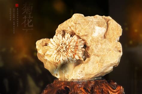 菊花石原石图片