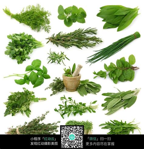 各种中草药图片