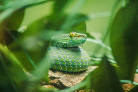 红树林毒蛇是毒蛇严重中毒和快咬高清图片下载-正版图片506085338-摄图网