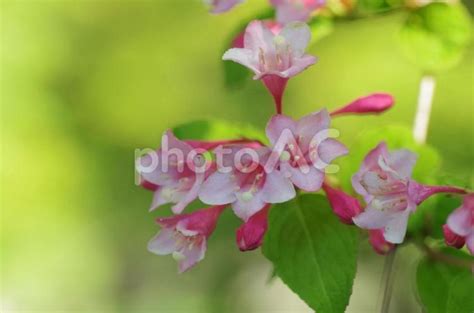 タニウツギの花のイメージ - No: 4890928｜写真素材なら「写真AC」無料（フリー）ダウンロードOK