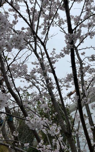 一起“云赏樱”，让粉嫩的春意点亮心情上海顾村公园樱花盛开 澎湃新闻记者：朱伟辉(00:12)