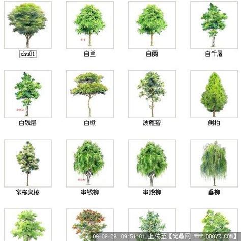 常见树的名称(常见树的名称和形状) - 养花经验
