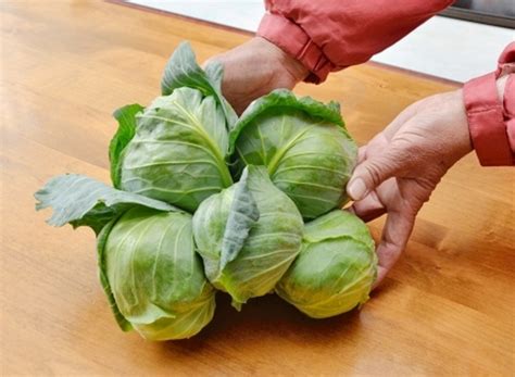 日本核辐射灾难之后：变异的瓜果蔬菜_包心菜