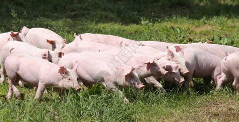 饲养家禽猪在农畜养殖的高清图片下载-正版图片506573035-摄图网