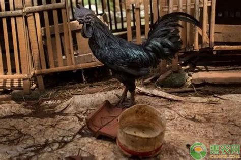 世界上最黑的鸡—兰博基尼鸡，除了血液浑身黑色，最贵600万一只_edn