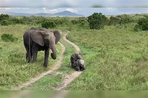 大象用鼻子吸水不会呛到吗？小象偷偷用嘴喝水，却被妈妈眼神阻止_腾讯视频