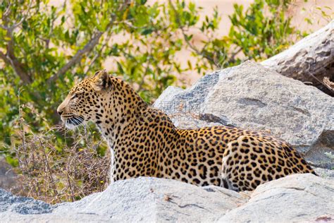 野生动物锡兰豹高清图片下载-正版图片307593780-摄图网