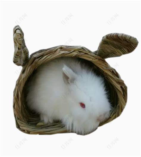 怎么自己制作兔子窝（兔子窝的搭建方法介绍） - 胖萌舍宠物网