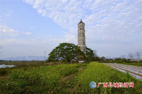 春节宁明看花山 世界遗产探奇观 - 广西县域经济网