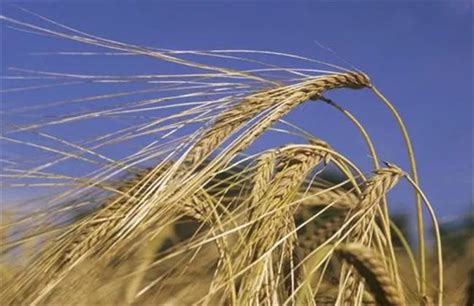 大麦哪些优点 它在什么时候播种更适合-花圃日记-长景园林网