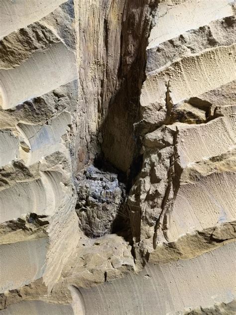 榆阳区镇川镇发现距今约6500万年树化石|树化石|榆阳区|青龙祠_新浪新闻