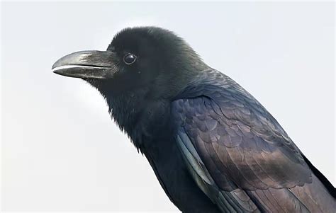 【乌鸦摄影图片】生态摄影_太平洋电脑网摄影部落