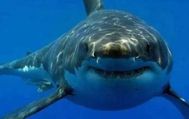 网红博主烹食噬人鲨被罚12.5万 必备：美食博主食用二级保护动物被刑拘 - 寂寞网