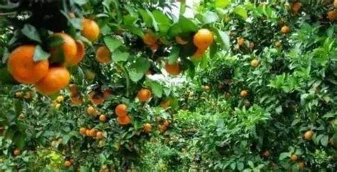柑橘果树：生长、结果、习性详细介绍！