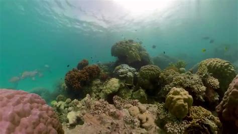 西沙群岛海底珊瑚视频：全景相机下的海洋景色