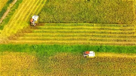 农业农村部：落实藏粮于地、藏粮于技战略，确保今年粮食产量保持在1.3万亿斤以上 | 每经网