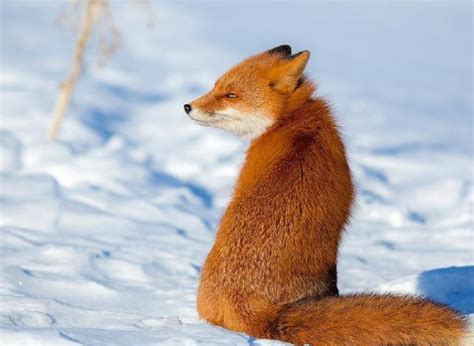 狐狸的寓意和象征是什么-百度经验