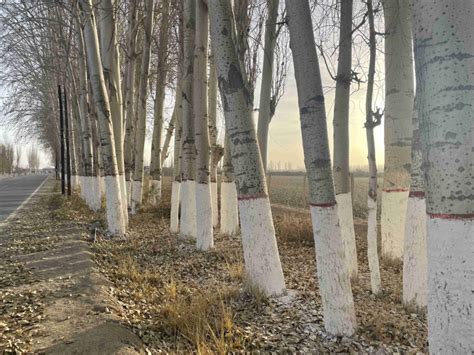 秋冬季行道树为什么会涂成白色 石硫合剂正确的涂白方式是这样-绿宝园林网