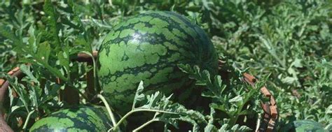 无籽西瓜是怎样形成的，和有籽西瓜有什么区别-农百科
