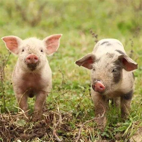 温氏集团：60万头生猪产业化项目落户林西 | 爱猪网