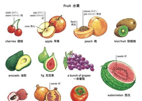 所有水果的英文单词,水果英语单词有哪些 - 英语复习网