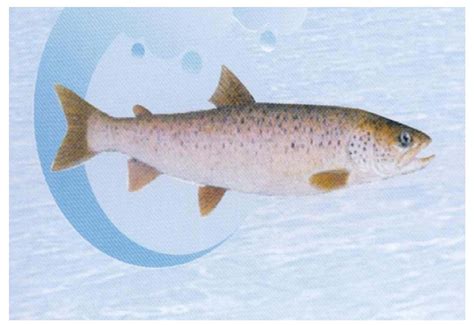 哲罗鱼(大红鱼)-名特食品图谱-图片