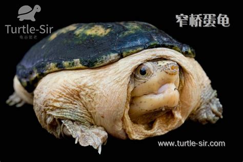 家里不得养的十大凶龟 窄桥麝香龟上榜，第一外形酷似鳄鱼_排行榜123网