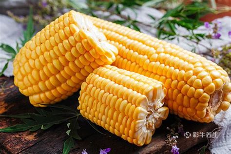 玉米的功效与作用及营养价值 吃玉米有什么好处_彩牛养生