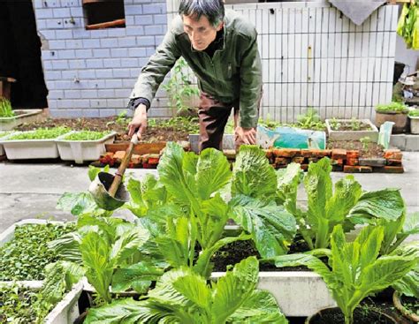 被封28天后，上海人选择了种菜自救！这几个种菜土办法学起来_凤凰网