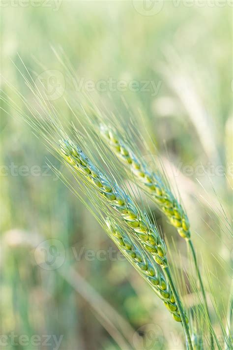 Barley grain hardy cereal growing in field 21689775 Stock Photo at Vecteezy