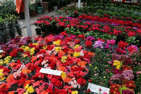 贸易广场花卉市场几点开门
