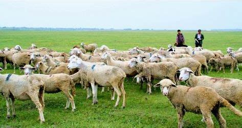 内蒙古牛羊肉文化之牧民生活