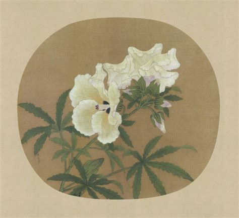 背景宋葵图片