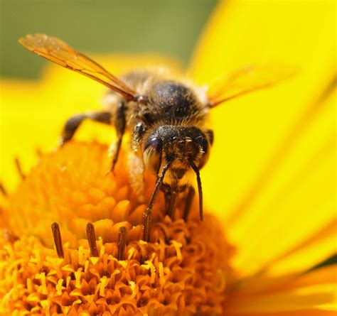 蜜蜂新品种--抗螨高产蜂种“北京一号”_中国农业科学院成果转化局