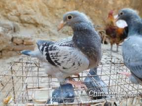 可爱的白色幼鸽--中国信鸽信息网相册