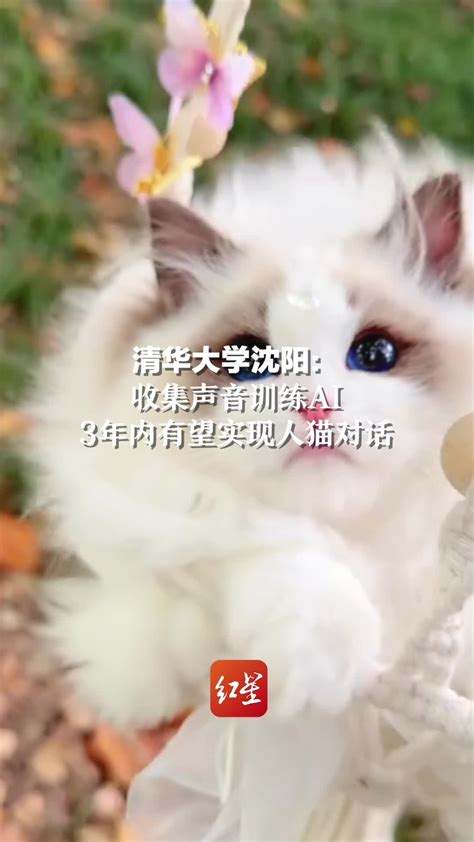 清华大学沈阳：收集声音训练AI 3年内有望实现人猫对话_凤凰网视频_凤凰网