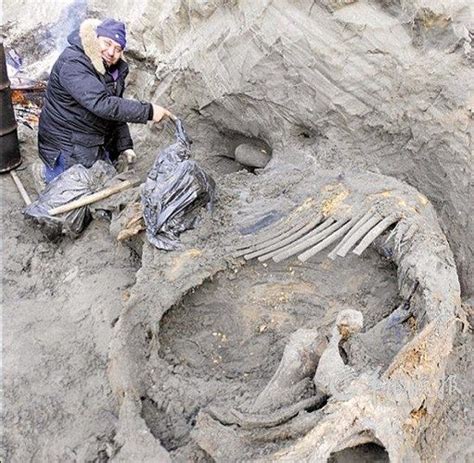 俄罗斯发现万年前保存完好有液态血液的猛犸象尸体----中国科学院南京地质古生物研究所