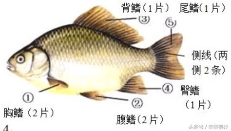 它是农村河里比较常见的小鱼，小时候经常抓几条来养，生命力很强