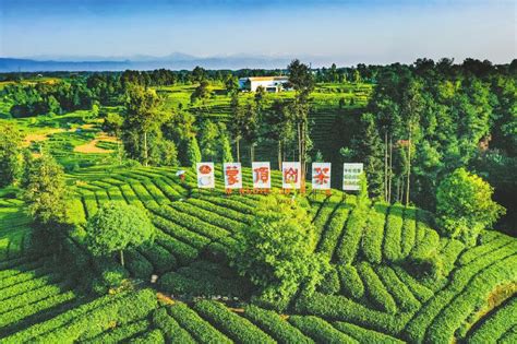 第十八届蒙顶山茶文化旅游节线上发布，春游雅安的精品线路来了_四川在线