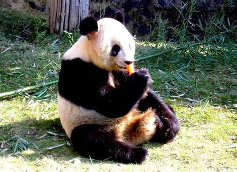 大熊猫图片-饥饿的大熊猫正吃竹子素材-高清图片-摄影照片-寻图免费打包下载