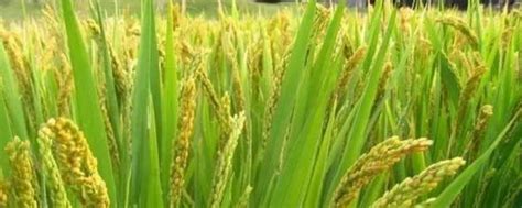 双季稻什么时候播种及收获 - 农敢网