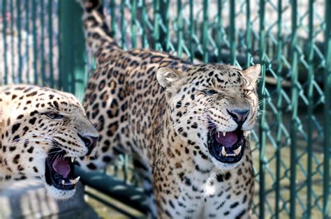 南非豹子与雌性角马激战5小时 成功捕食其幼崽