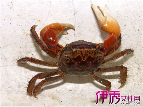 螃蟹会被淹死吗很多人不知道，买回来的螃蟹不能放水里_氧气