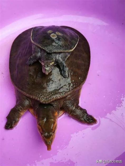 玉雕水龟-大英博物馆中文官网